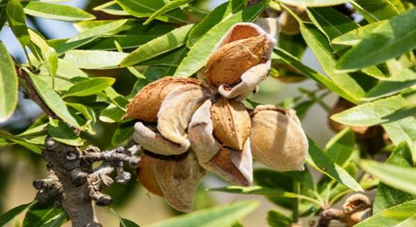 almond-tree