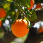 orange_tree