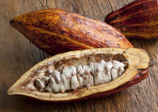 Trái CaCao